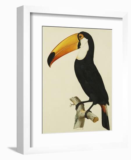 The Toco Toco Toucan (Ramphastos Toco)-Jacques Barraband-Framed Giclee Print