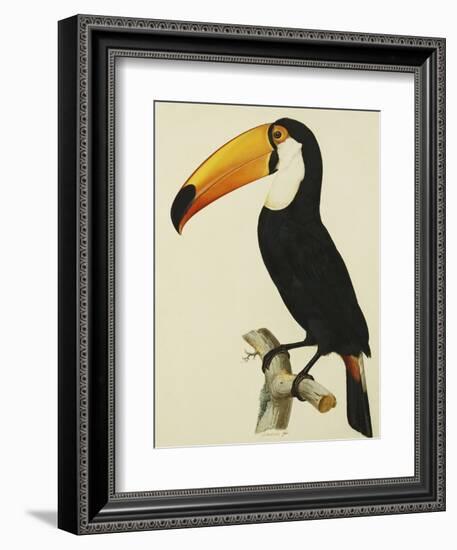 The Toco Toco Toucan (Ramphastos Toco)-Jacques Barraband-Framed Giclee Print