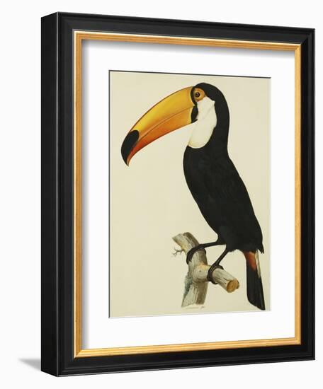 The Toco Toco Toucan (Ramphastos Toco)-Jacques Barraband-Framed Giclee Print