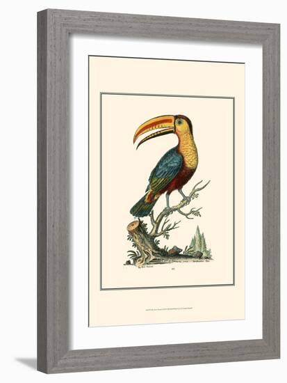 The Toco Toucan-George Edwards-Framed Art Print