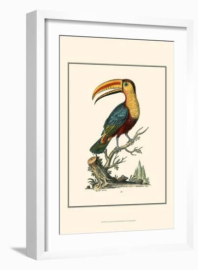 The Toco Toucan-George Edwards-Framed Art Print