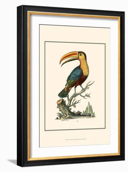 The Toco Toucan-George Edwards-Framed Art Print