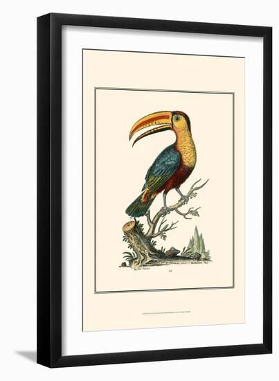 The Toco Toucan-George Edwards-Framed Premium Giclee Print