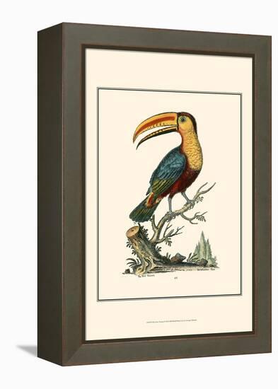 The Toco Toucan-George Edwards-Framed Stretched Canvas