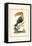The Toco Toucan-George Edwards-Framed Stretched Canvas