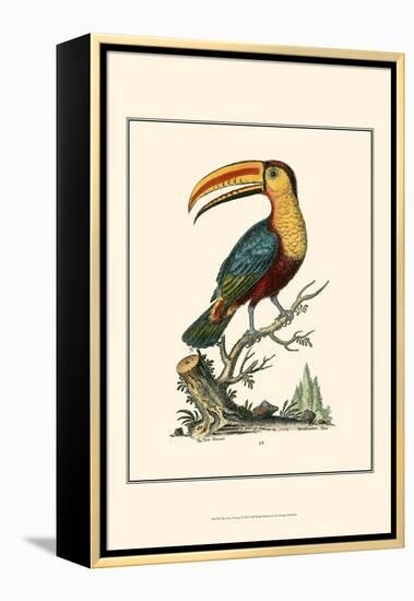 The Toco Toucan-George Edwards-Framed Stretched Canvas