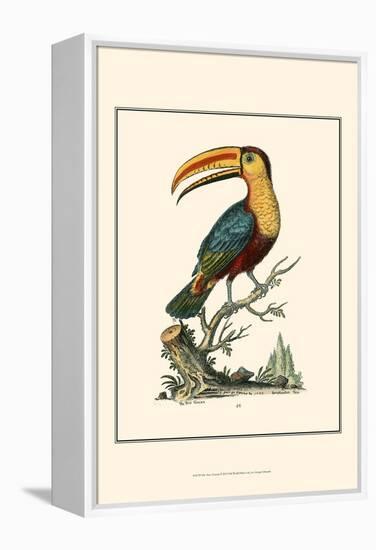 The Toco Toucan-George Edwards-Framed Stretched Canvas