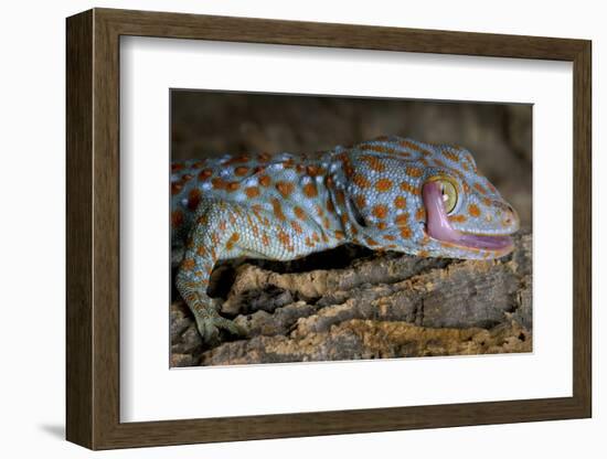 The Tokay Gecko (Gekko Gecko) Licking Its Eye, Captive, From Asia-Michael D. Kern-Framed Photographic Print