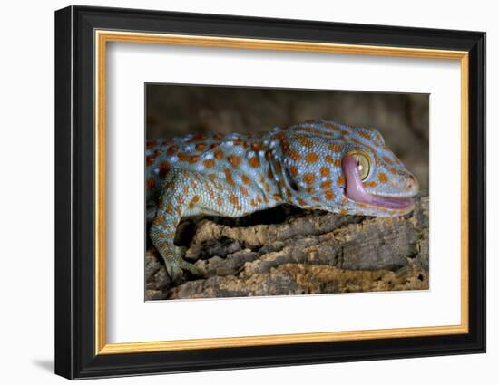 The Tokay Gecko (Gekko Gecko) Licking Its Eye, Captive, From Asia-Michael D. Kern-Framed Photographic Print