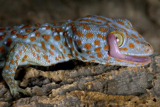 African Bush Viper (Atheris Squamigera) Captive, From Africa' Photographic  Print - Michael D. Kern