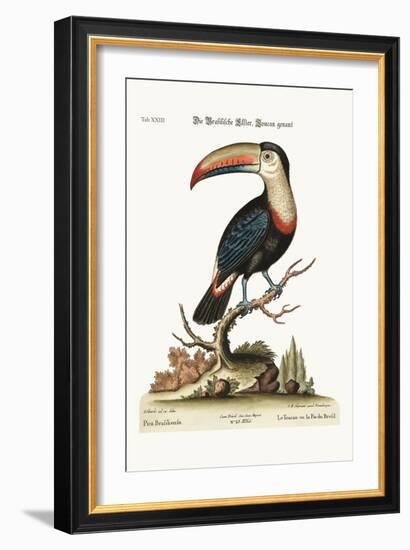 The Toucan or Brasilian Pye, 1749-73-George Edwards-Framed Giclee Print