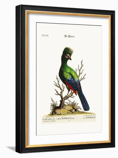 The Touraco, 1749-73-George Edwards-Framed Giclee Print