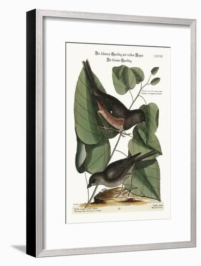 The Towhe Bird. the Cowpen Bird, 1749-73-Mark Catesby-Framed Giclee Print