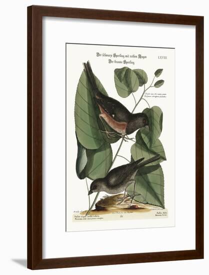 The Towhe Bird. the Cowpen Bird, 1749-73-Mark Catesby-Framed Giclee Print