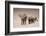 The Trail-Ali Khataw-Framed Photographic Print