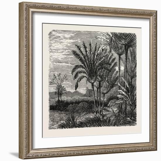 The Travellers Tree (Urania Speciosa)-null-Framed Giclee Print