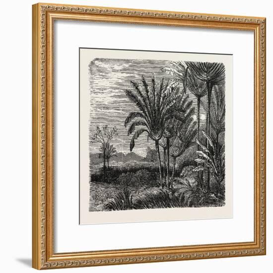 The Travellers Tree (Urania Speciosa)-null-Framed Giclee Print