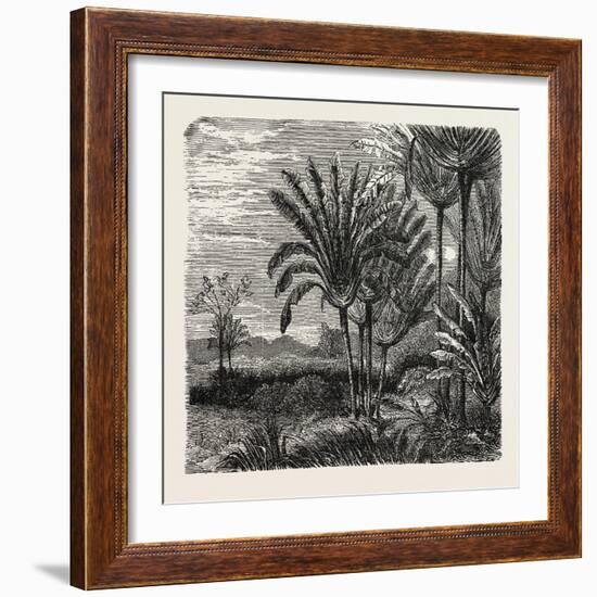 The Travellers Tree (Urania Speciosa)-null-Framed Giclee Print