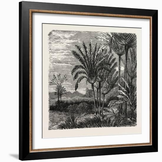 The Travellers Tree (Urania Speciosa)-null-Framed Giclee Print