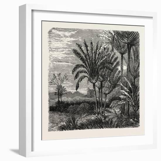 The Travellers Tree (Urania Speciosa)-null-Framed Giclee Print