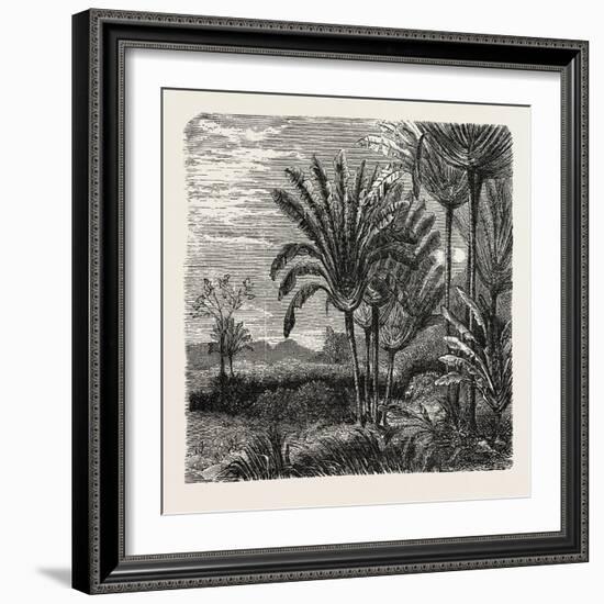 The Travellers Tree (Urania Speciosa)-null-Framed Giclee Print