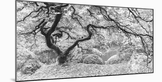 The Tree Final B&W-Moises Levy-Mounted Photographic Print