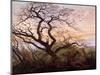 The Tree of Crows, 1822-Caspar David Friedrich-Mounted Premium Giclee Print