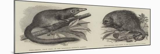 The Tree Shrew and Tree Porcupine-Thomas W. Wood-Mounted Giclee Print