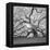 The Tree Square-BW 2-Moises Levy-Framed Premier Image Canvas