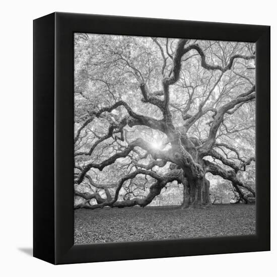 The Tree Square-BW 2-Moises Levy-Framed Premier Image Canvas