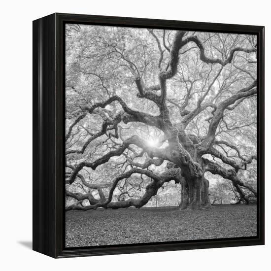 The Tree Square-BW 2-Moises Levy-Framed Premier Image Canvas