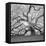 The Tree Square-BW 2-Moises Levy-Framed Premier Image Canvas