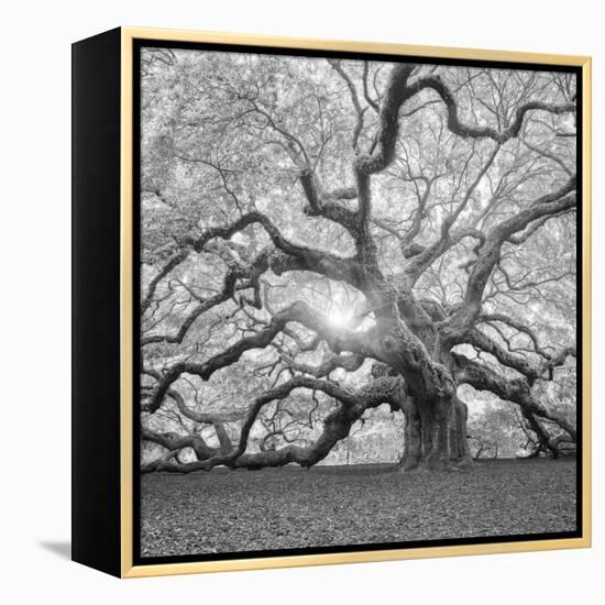 The Tree Square-BW 2-Moises Levy-Framed Premier Image Canvas