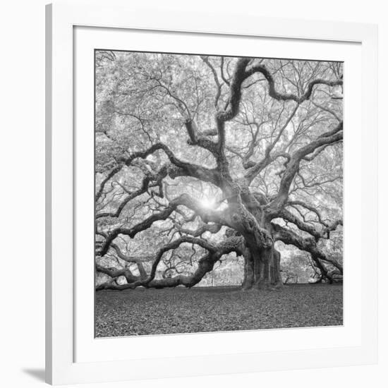 The Tree Square-BW 2-Moises Levy-Framed Photographic Print