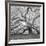 The Tree Square-BW 2-Moises Levy-Framed Photographic Print