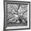 The Tree Square-BW 2-Moises Levy-Framed Photographic Print