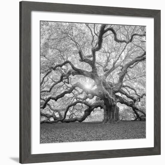 The Tree Square-BW 2-Moises Levy-Framed Photographic Print