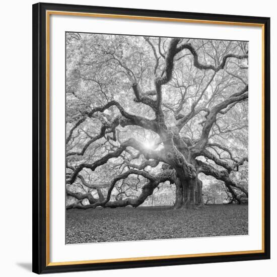 The Tree Square-BW 2-Moises Levy-Framed Photographic Print