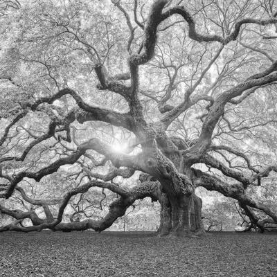 The Tree Square Bw 2 Photographic Print Moises Levy Art Com