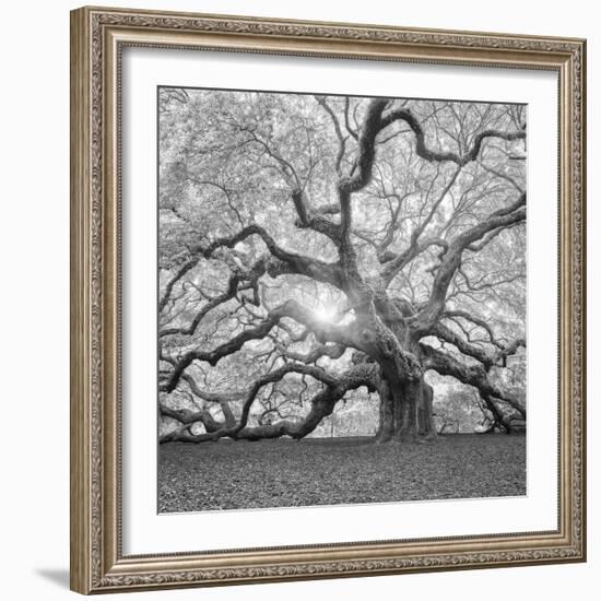 The Tree Square-BW 2-Moises Levy-Framed Photographic Print