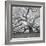 The Tree Square-BW 2-Moises Levy-Framed Photographic Print