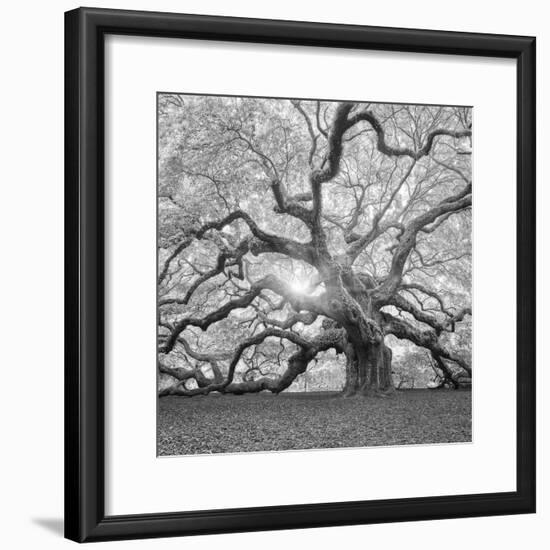 The Tree Square-BW 2-Moises Levy-Framed Photographic Print