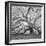 The Tree Square-BW 2-Moises Levy-Framed Photographic Print