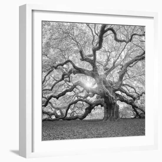 The Tree Square-BW 2-Moises Levy-Framed Photographic Print