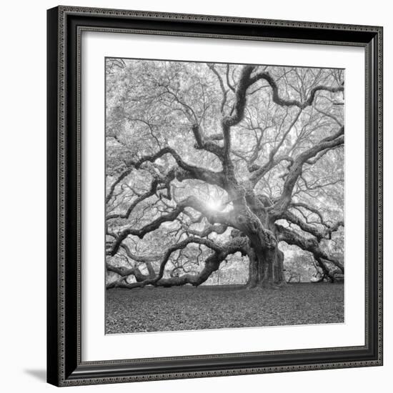 The Tree Square-BW 2-Moises Levy-Framed Photographic Print