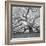 The Tree Square-BW 2-Moises Levy-Framed Premium Photographic Print