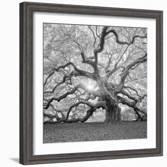 The Tree Square-BW 2-Moises Levy-Framed Premium Photographic Print