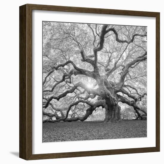 The Tree Square-BW 2-Moises Levy-Framed Premium Photographic Print