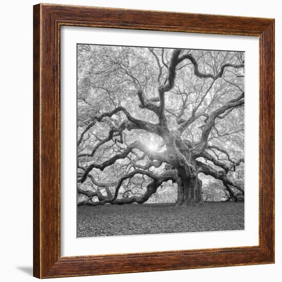 The Tree Square-BW 2-Moises Levy-Framed Premium Photographic Print