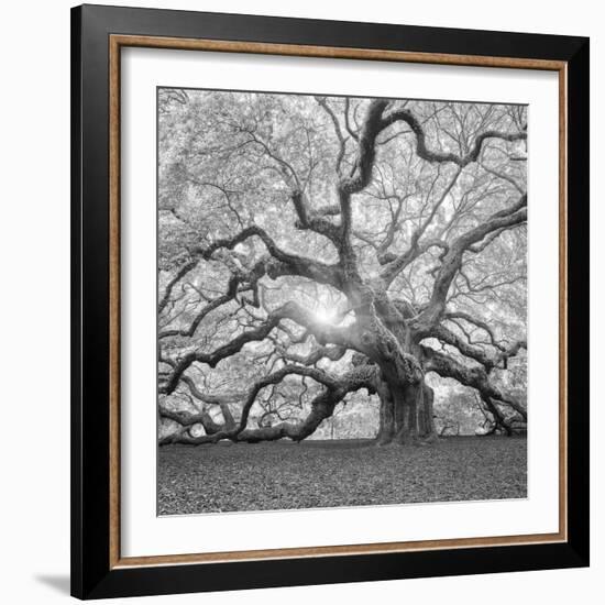 The Tree Square-BW 2-Moises Levy-Framed Premium Photographic Print